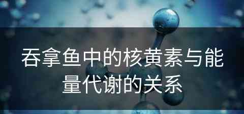 吞拿鱼中的核黄素与能量代谢的关系